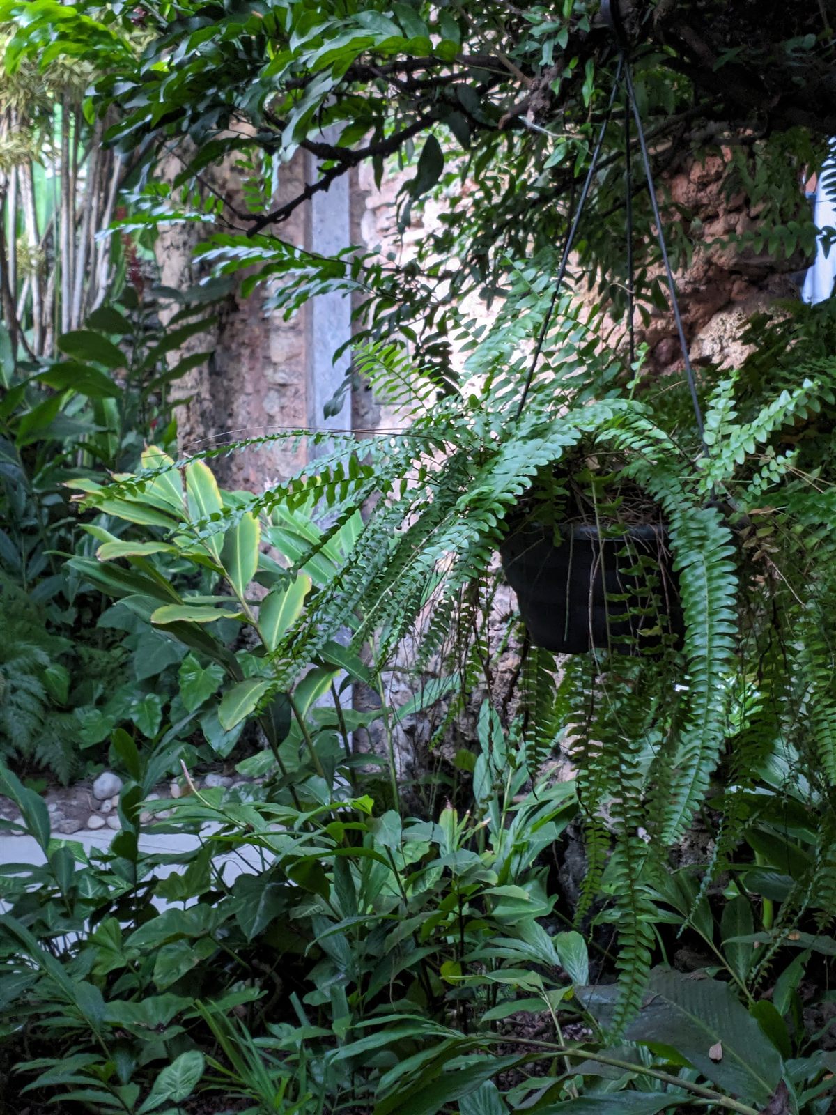 Jardim com samambaias